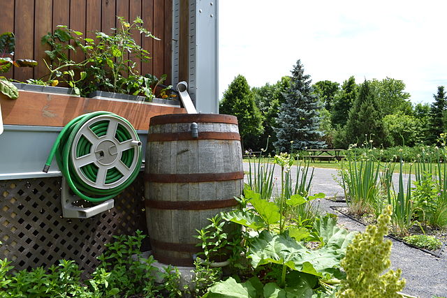 rain-water-barrel