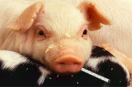 swine-flu